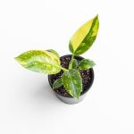 Filodendro Congo Variegado