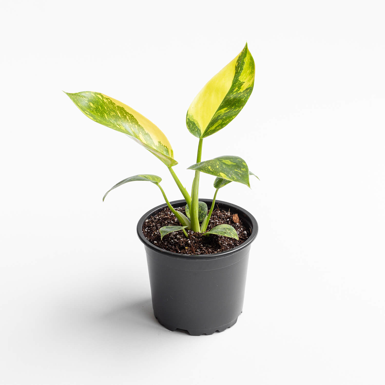 philodendron-congo-variegado-003