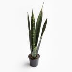 Sansevieria Black Coral