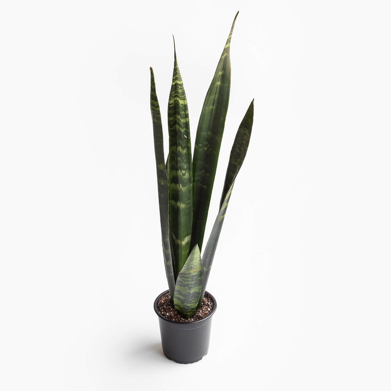 Sansevieria Black Coral