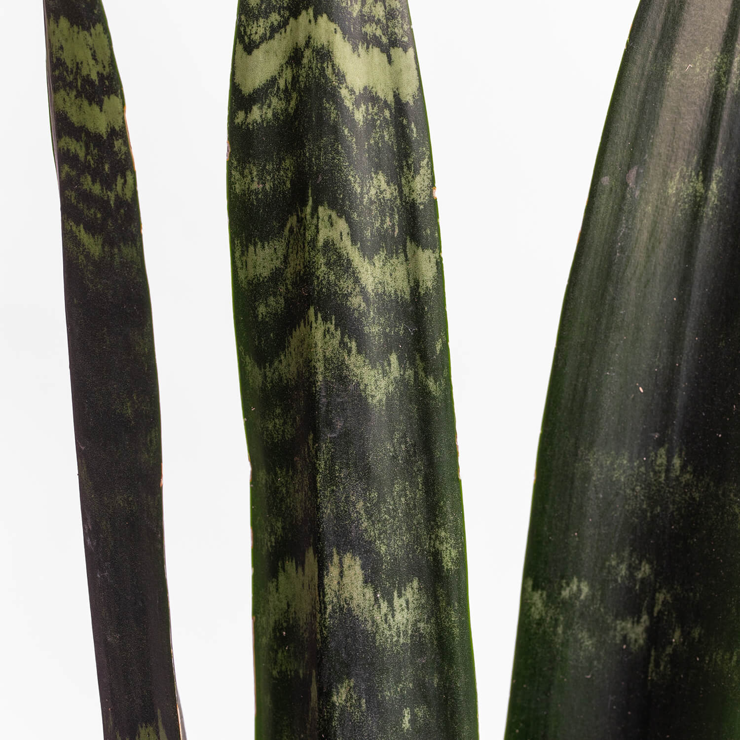 Sansevieria Black Coral