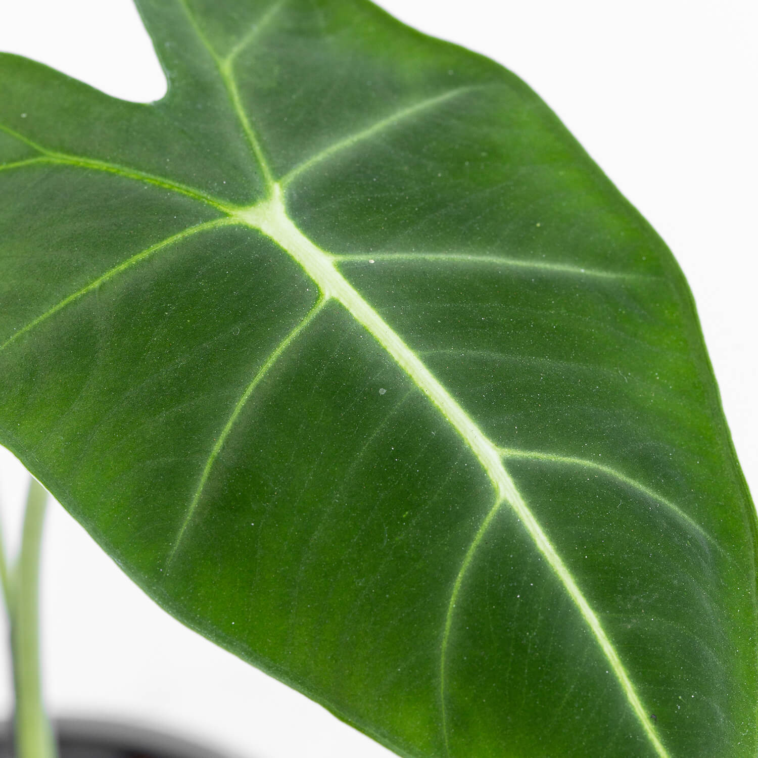 Alocasia Frydek