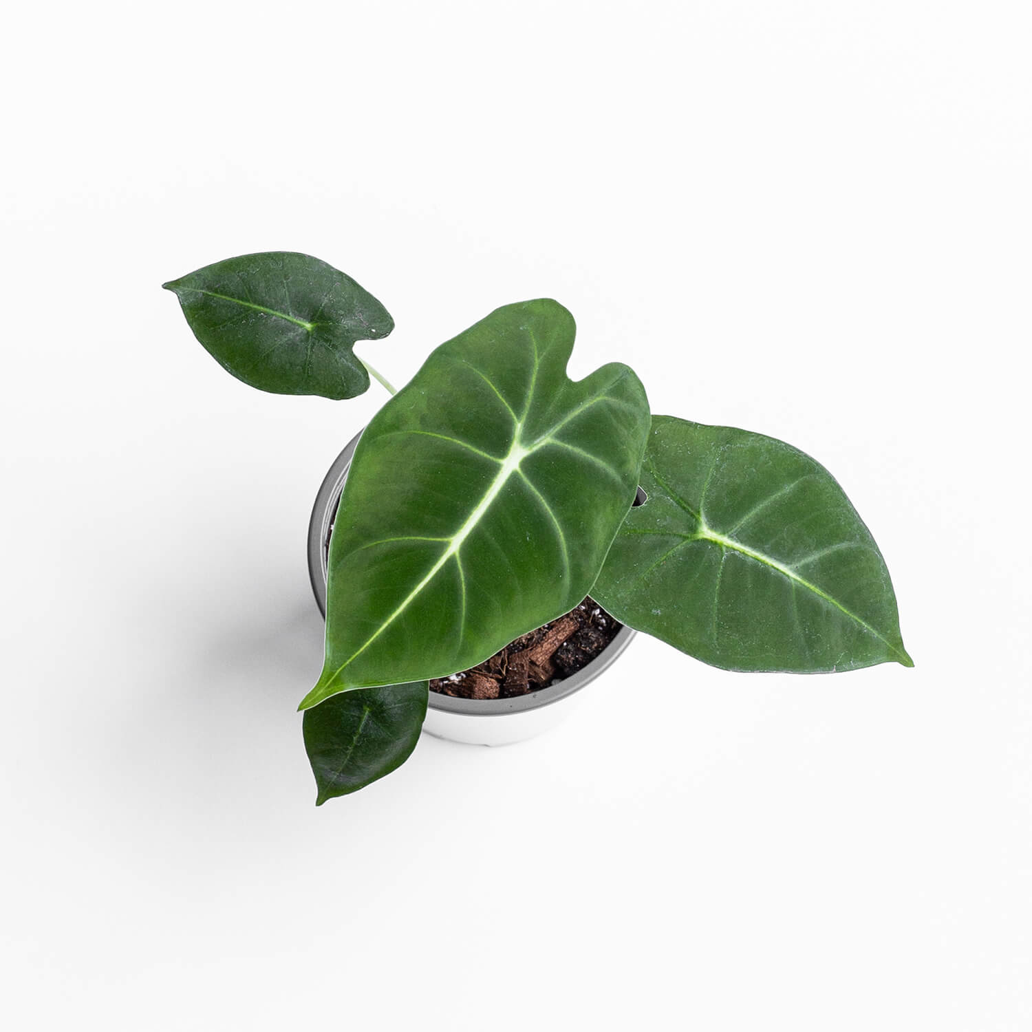 alocasia-frydek-003