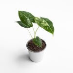 Alocasia Frydek Variegada