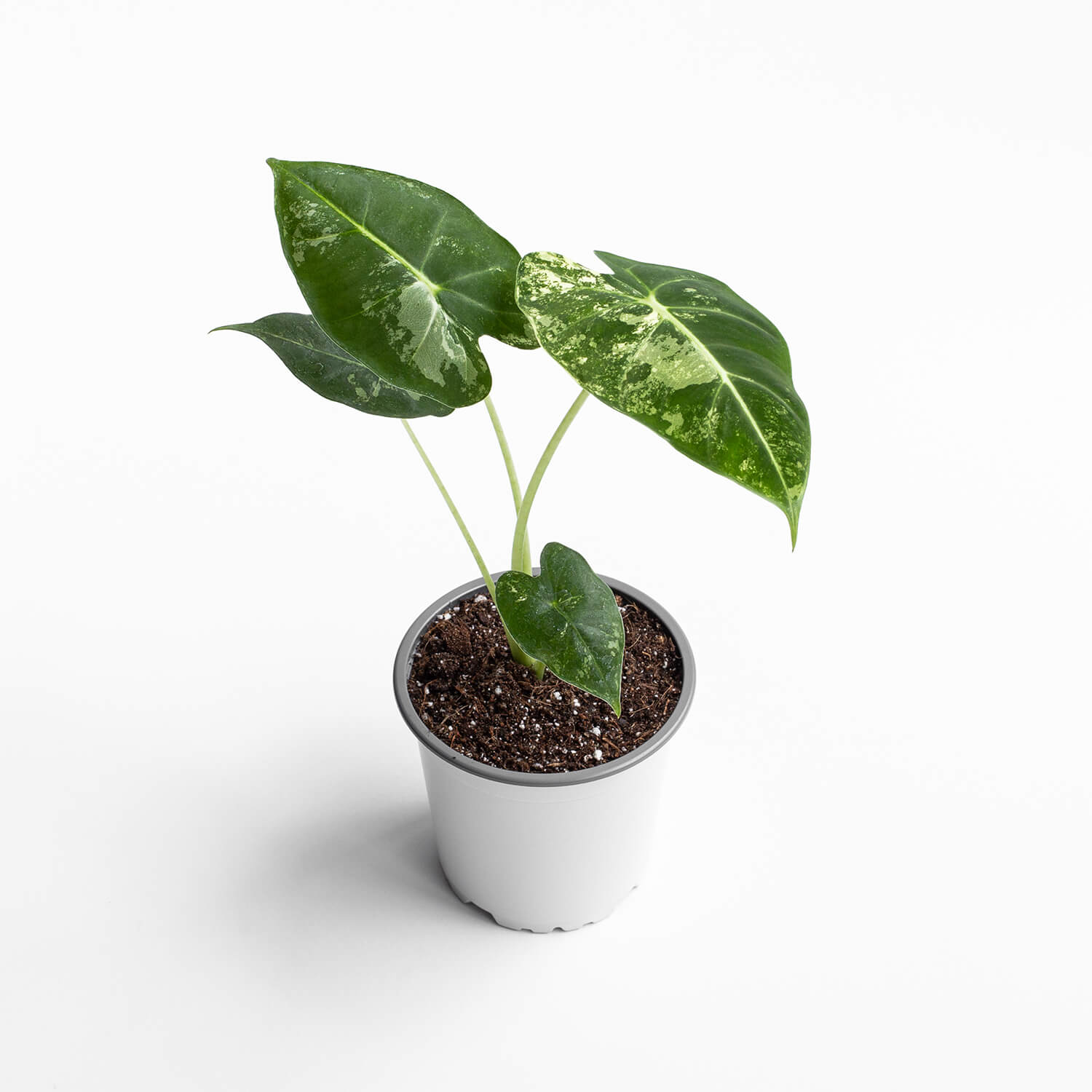 Alocasia Frydek Variegada