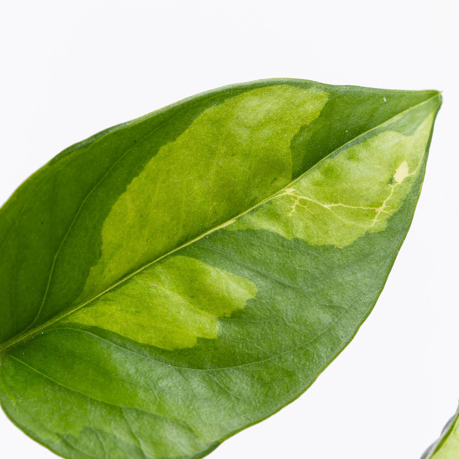 Epipremnum Global Green (Photus)