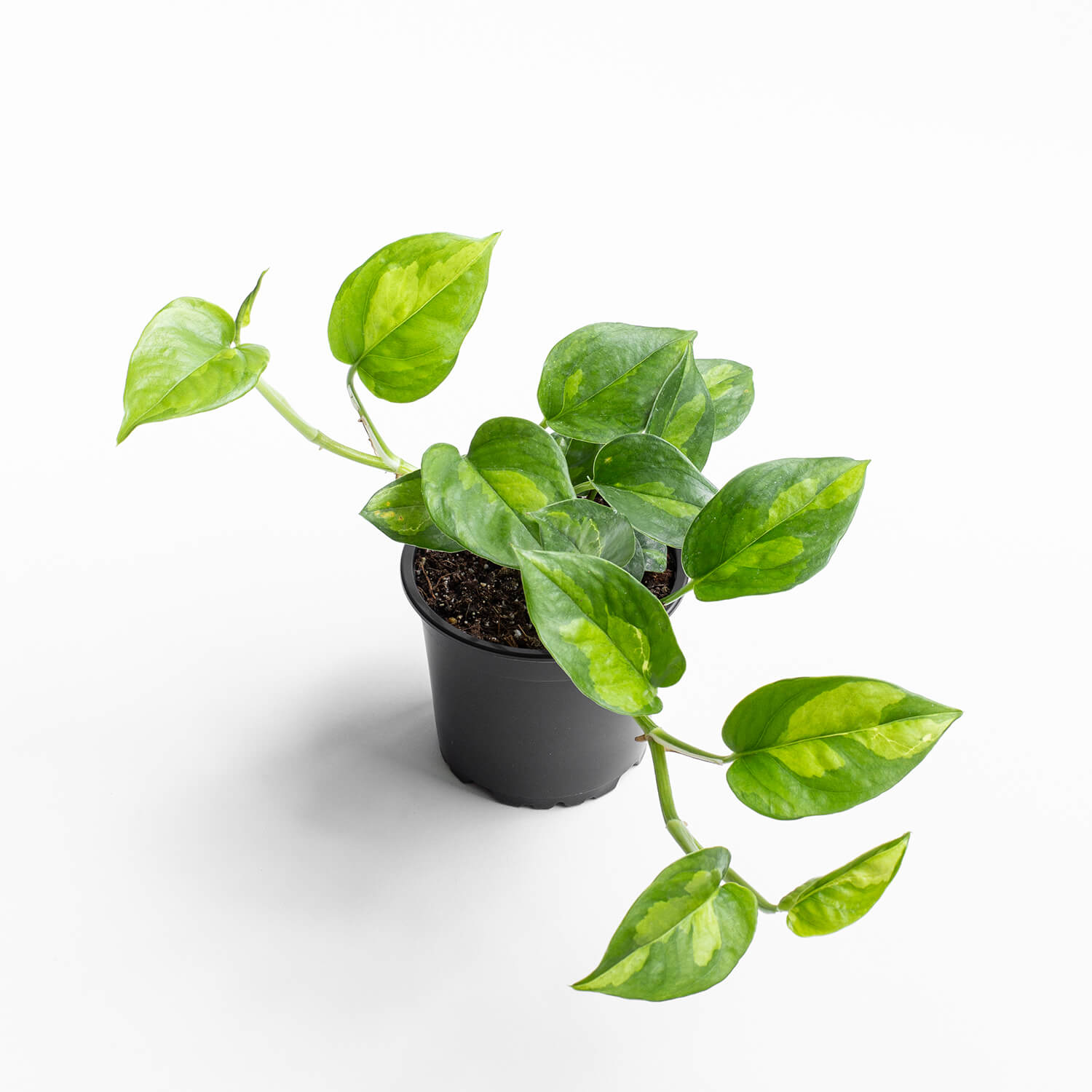 Epipremnum Global Green (Photus)