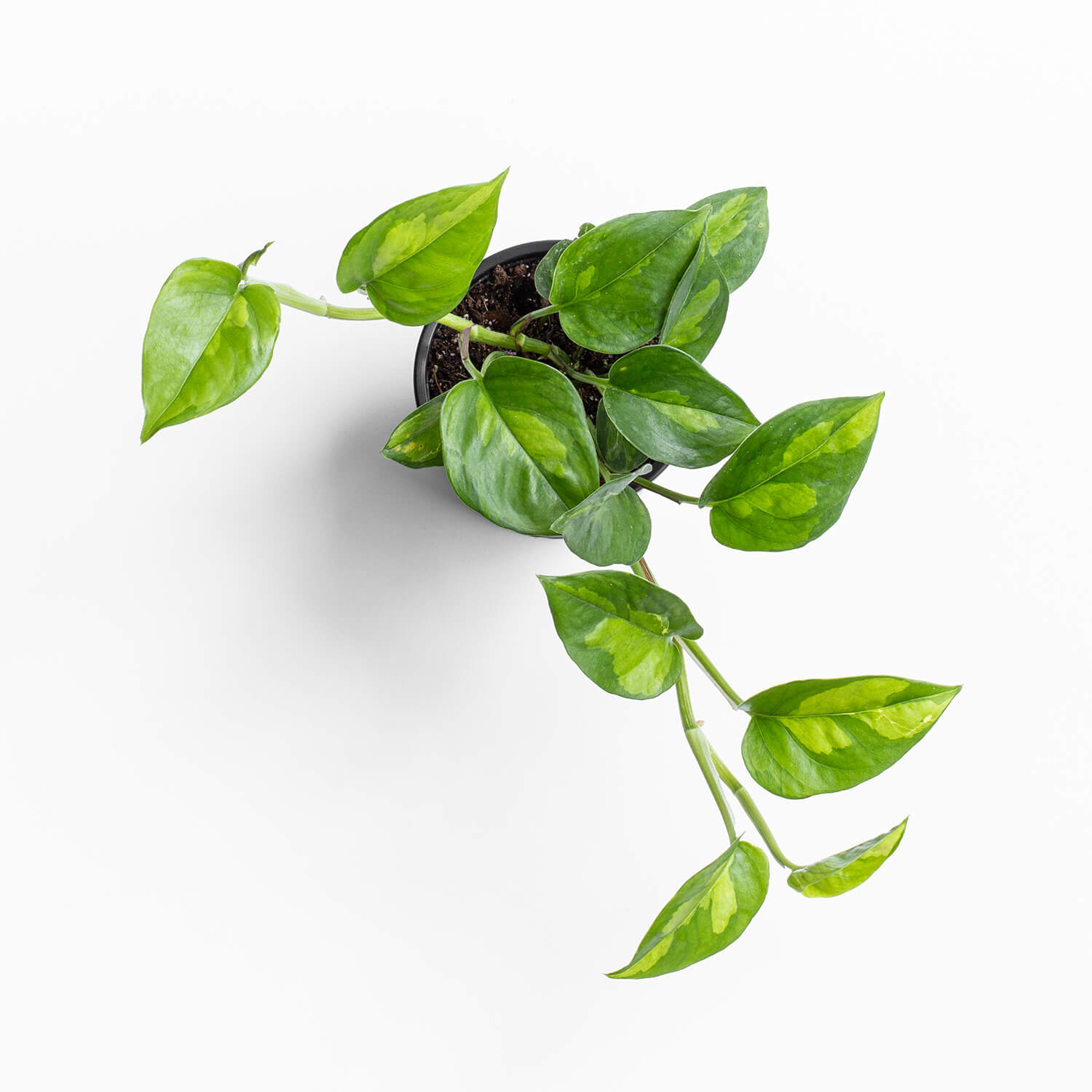 epipremnum-global-green-photus-003