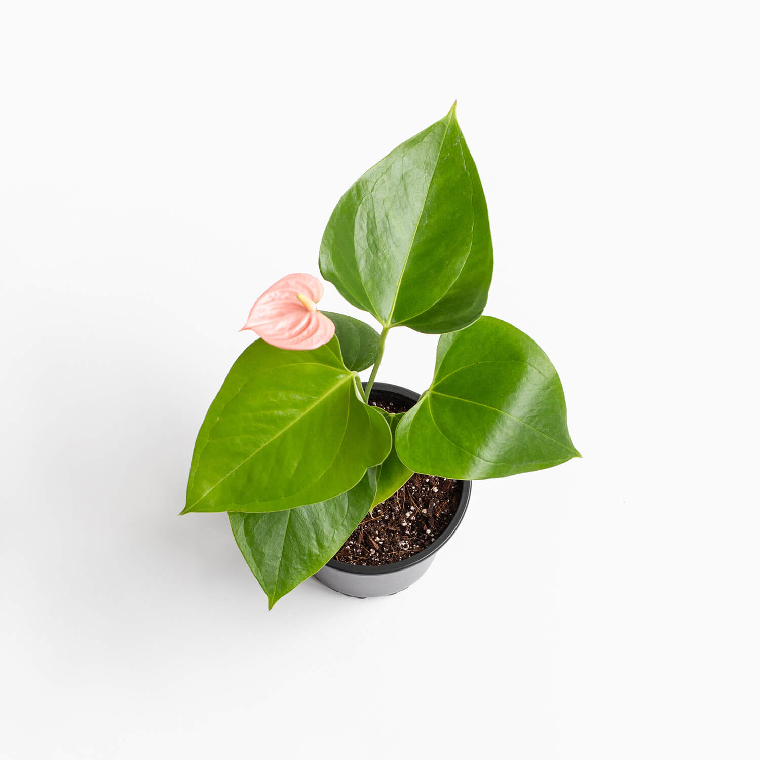 anturio-andreanum-002