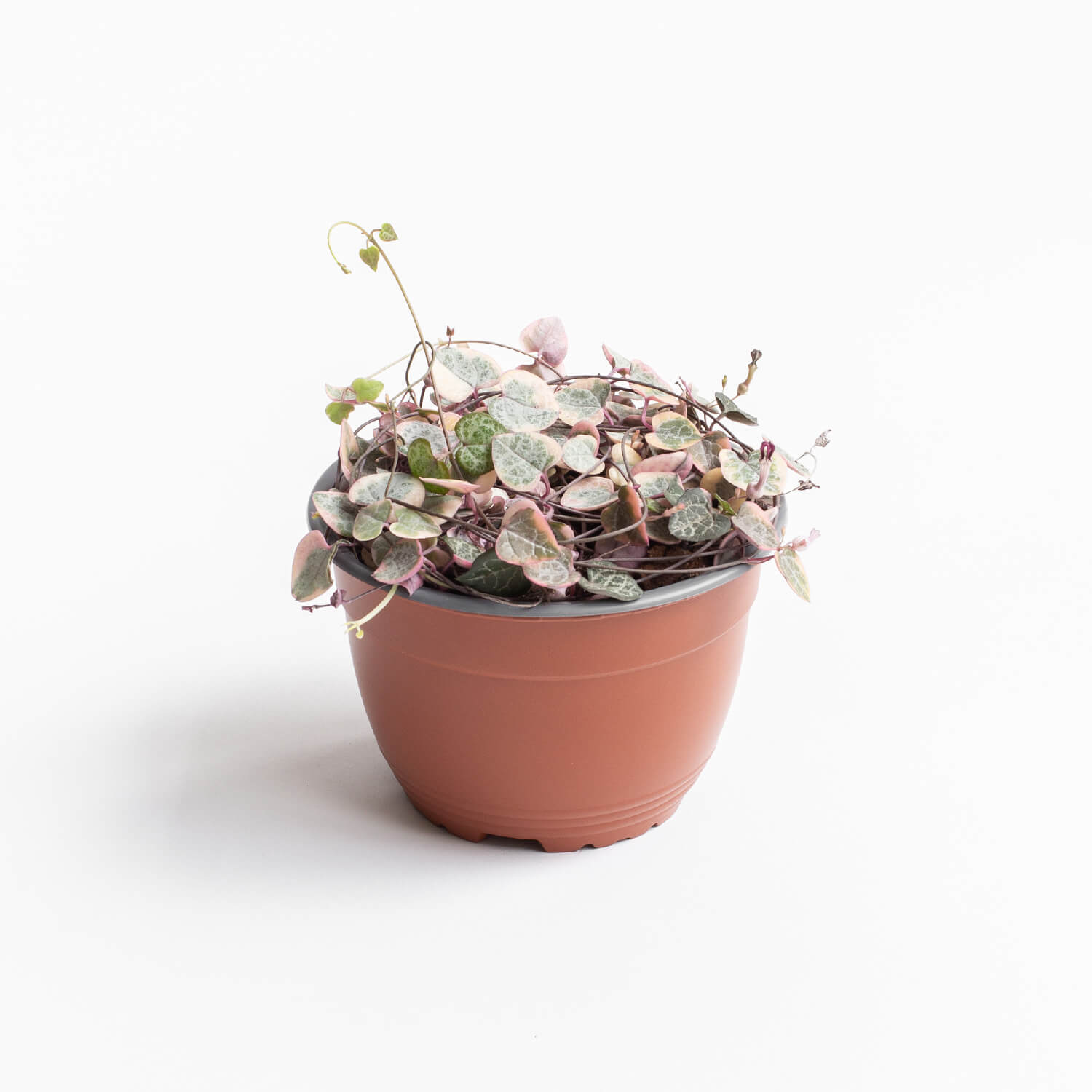 Ceropegia Woodii Variegada – L