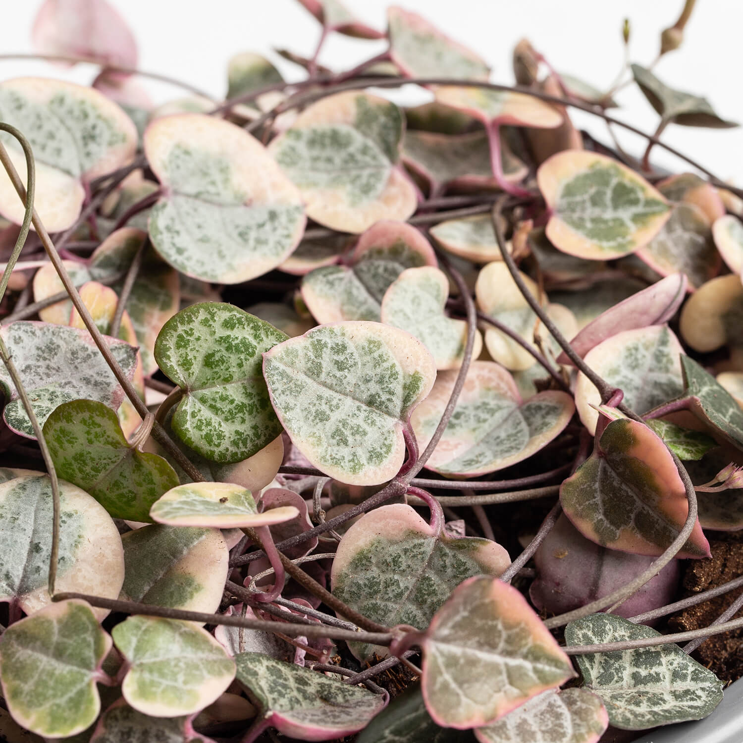 Ceropegia Woodii Variegada – L