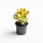 Crassula Ovata Variegada (Jade)