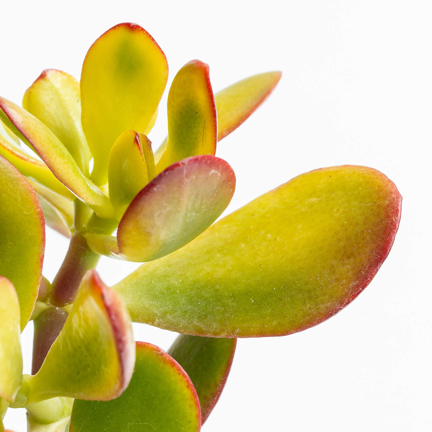 crassula-ovata-variegada-jade-002