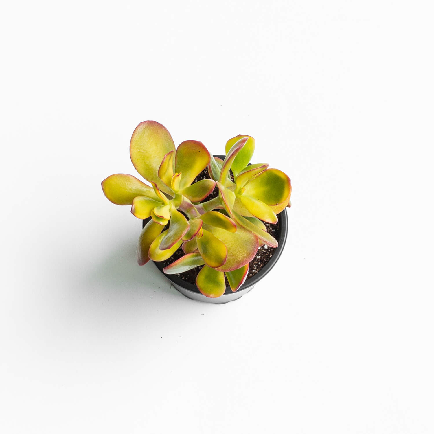 crassula-ovata-variegada-jade-003