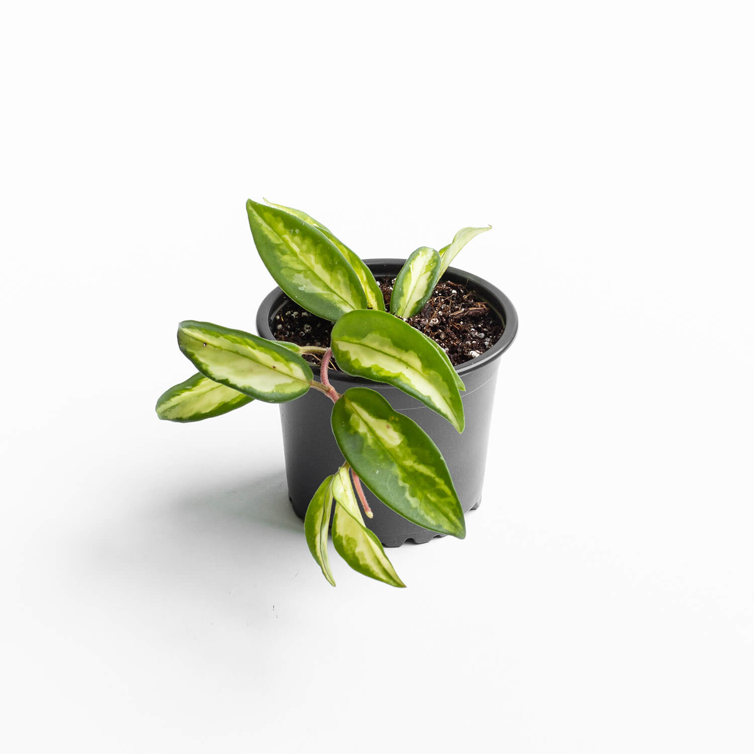 Hoya Krimson Princess