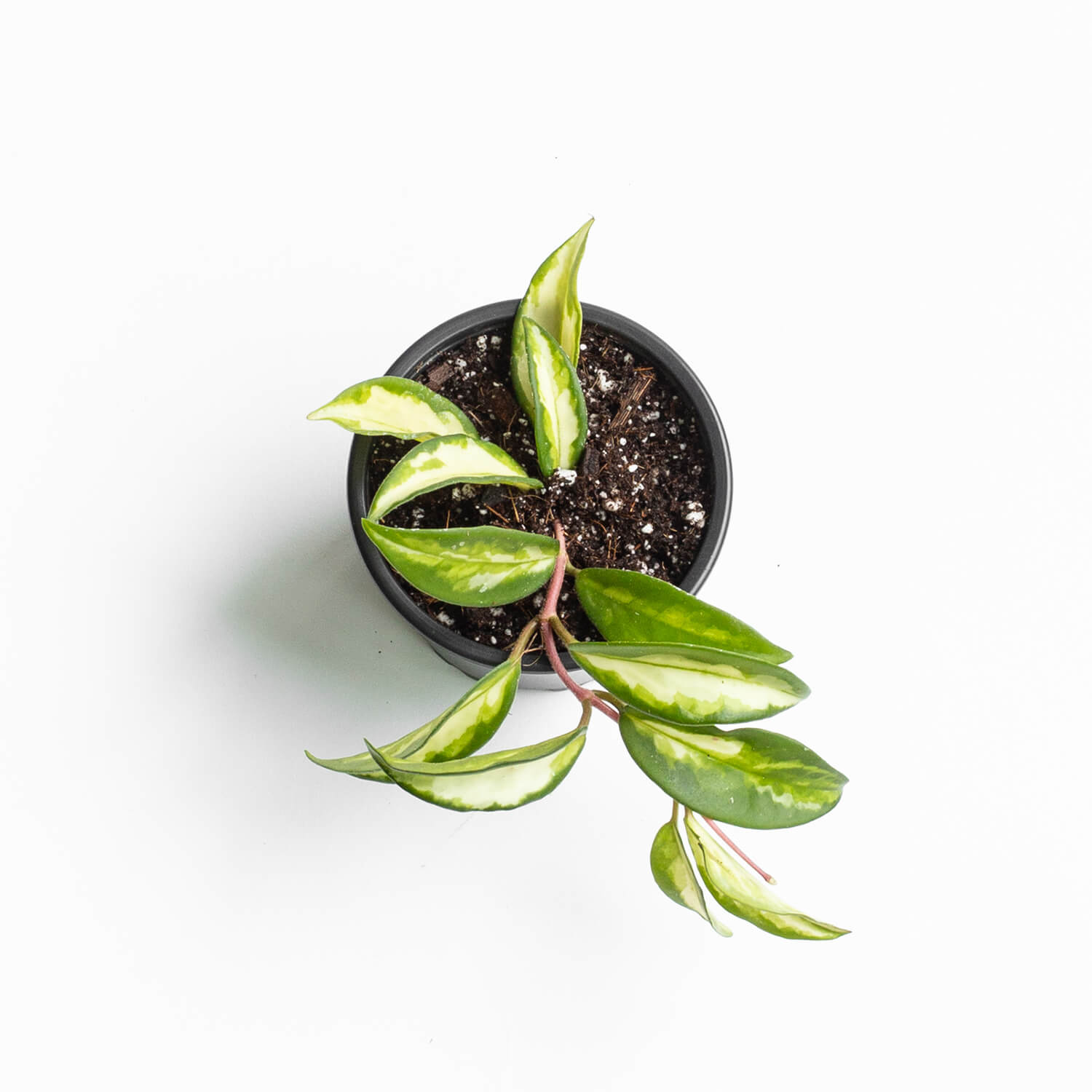 hoya-krimson-princess-003