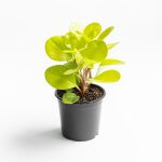 Peperomia Obtusifolia Lemon – L