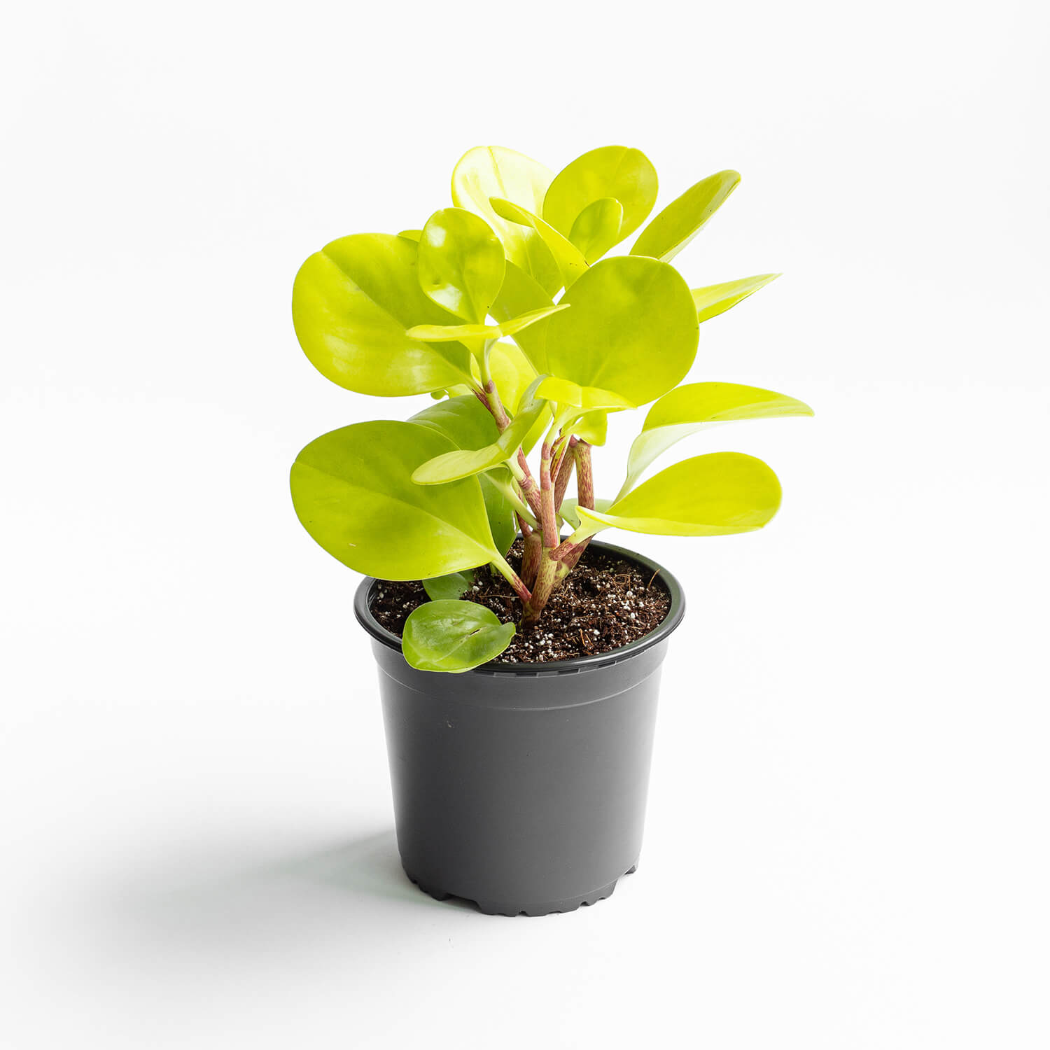 Peperomia Obtusifolia Lemon – L