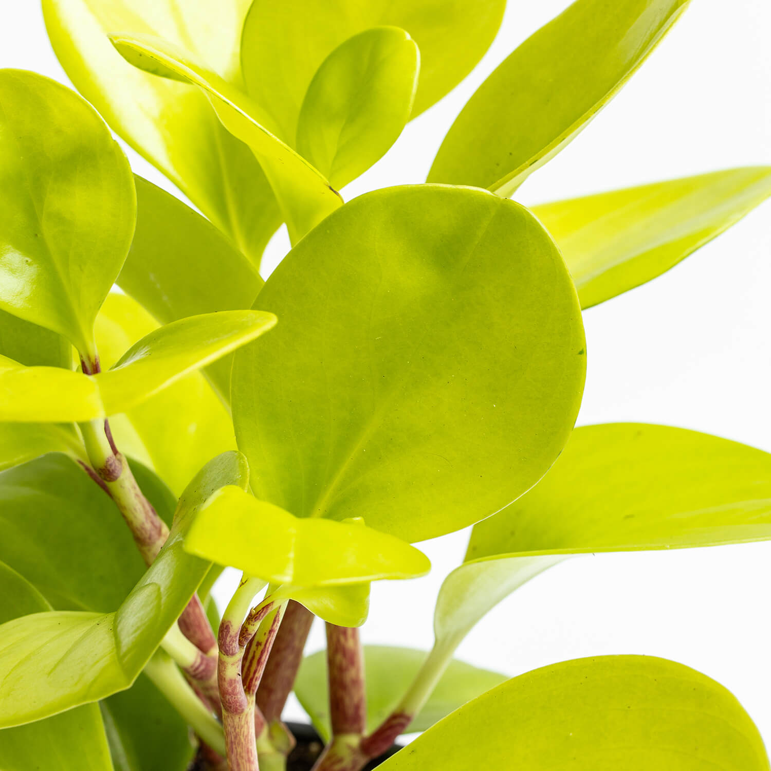 Peperomia Obtusifolia Lemon – L