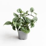 Scindapsus Pictus Exotica – L – con guía