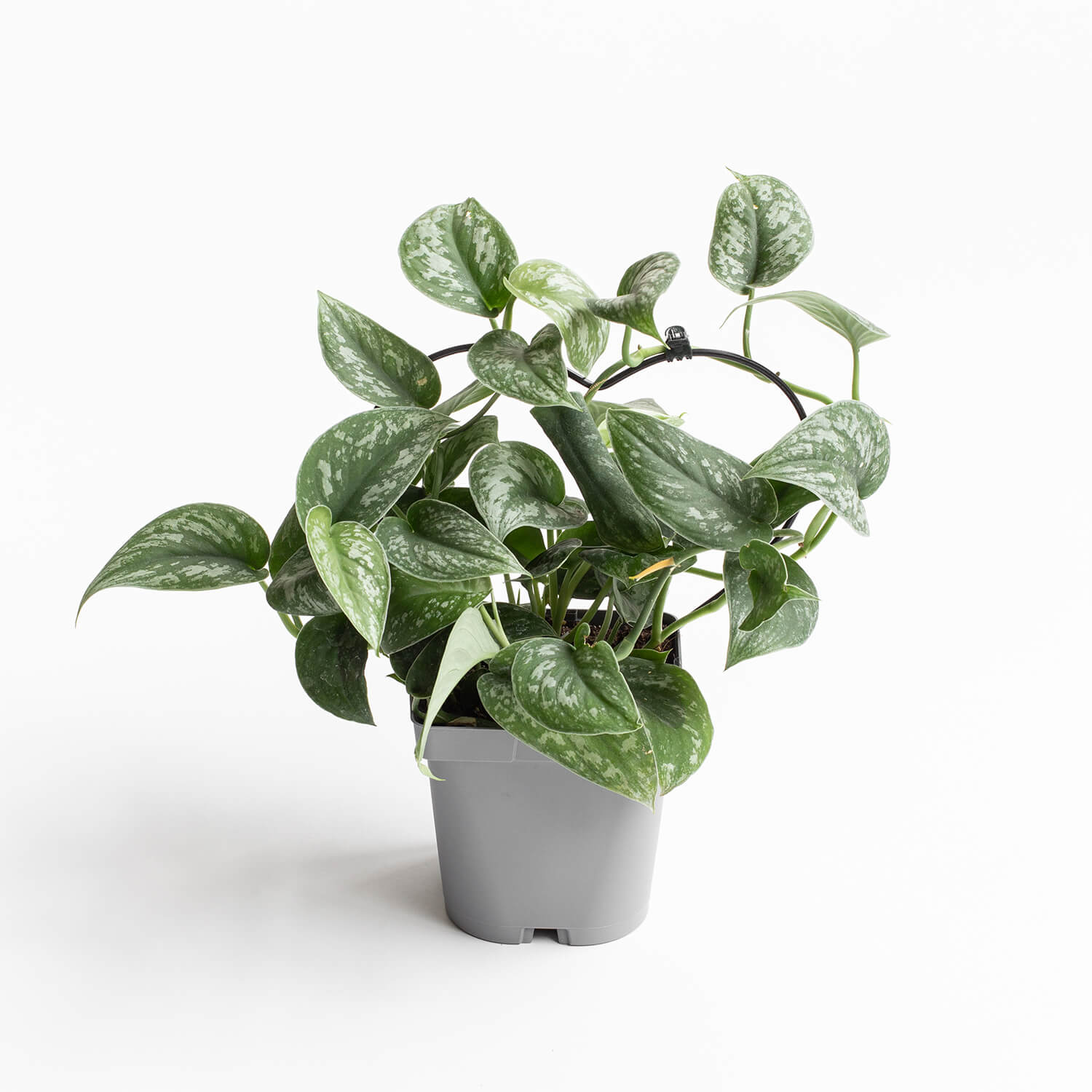 Scindapsus Pictus Exotica – L – con guía