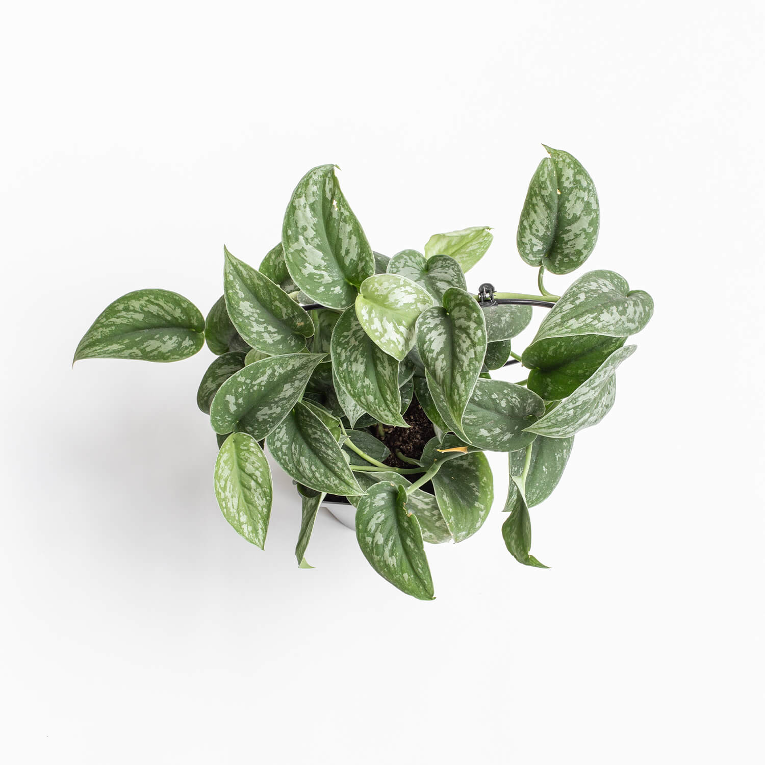 Scindapsus Pictus Exotica – L – con guía