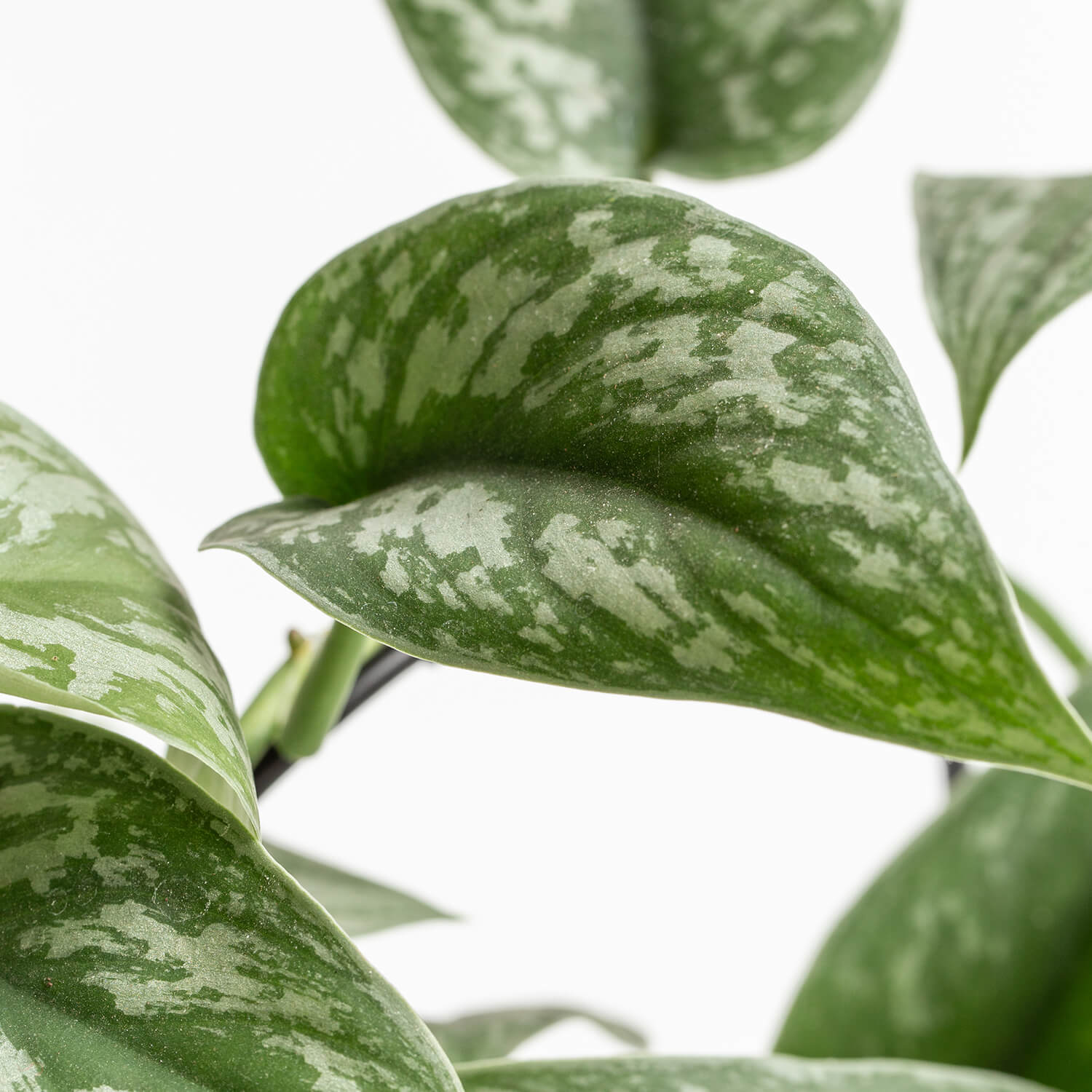 scindapsus-pictus-exotica-l-con-guia-003