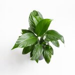 Spathiphyllum - L (Cuna de moisés)