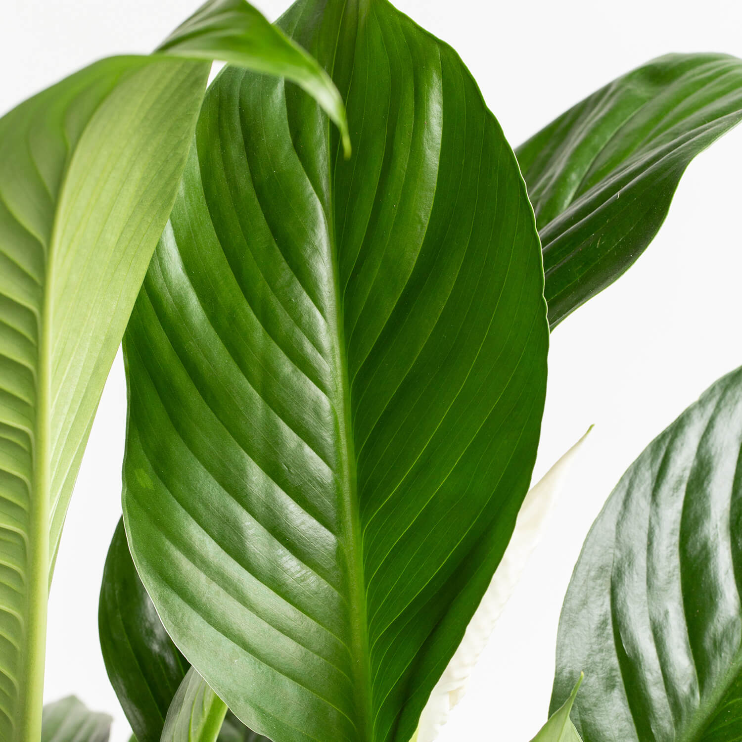 Spathiphyllum – L (Cuna de moisés)