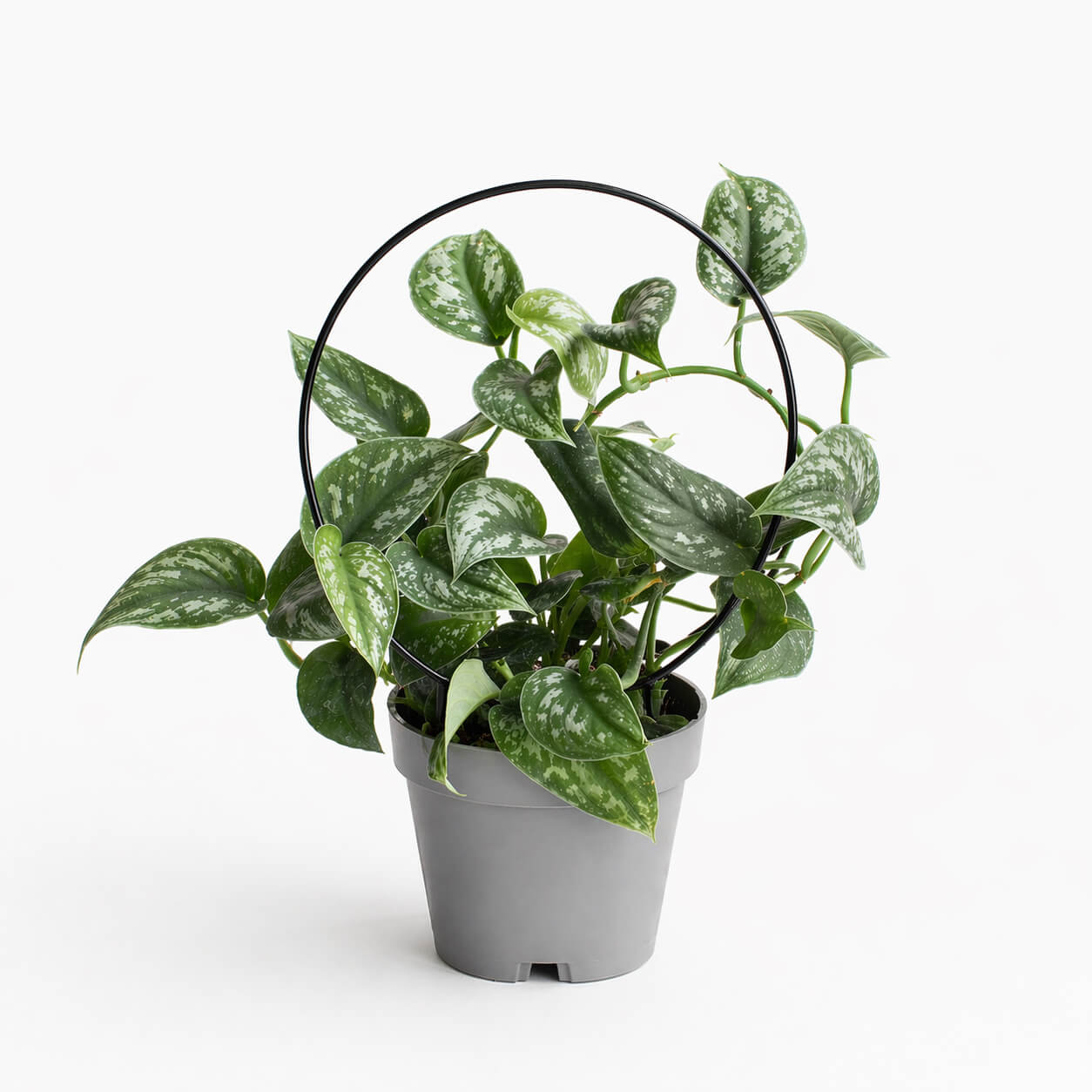 Guia para plantas – Circular