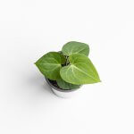 Anthurium Clarinervium - S