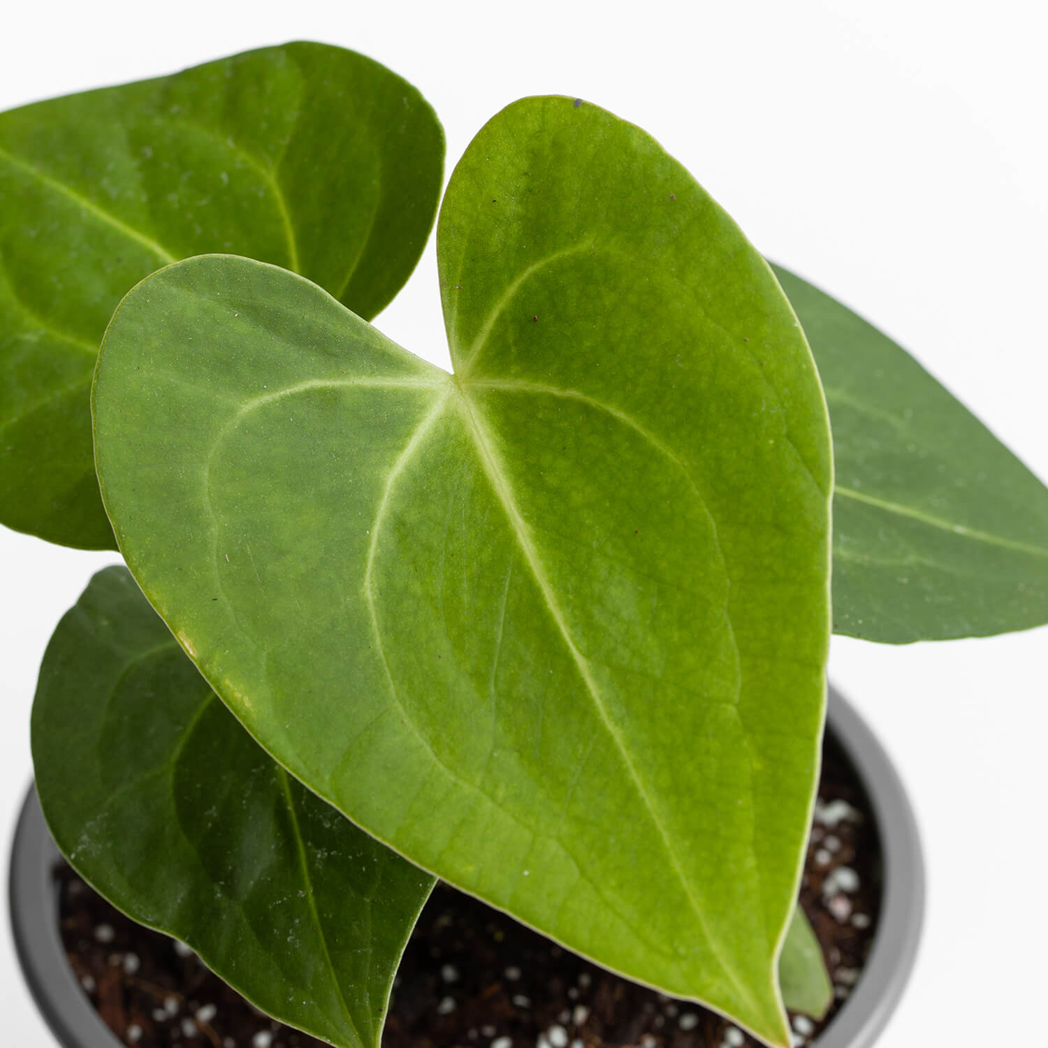 Anthurium Clarinervium – S