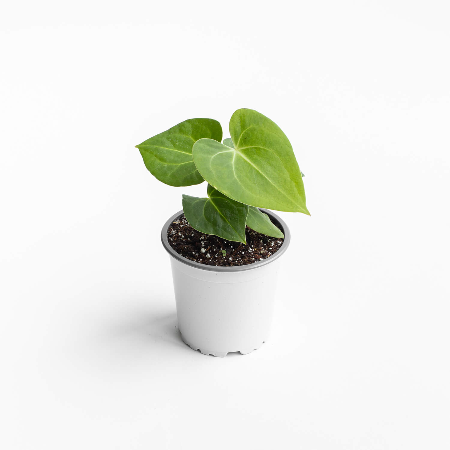 Anthurium Clarinervium – S