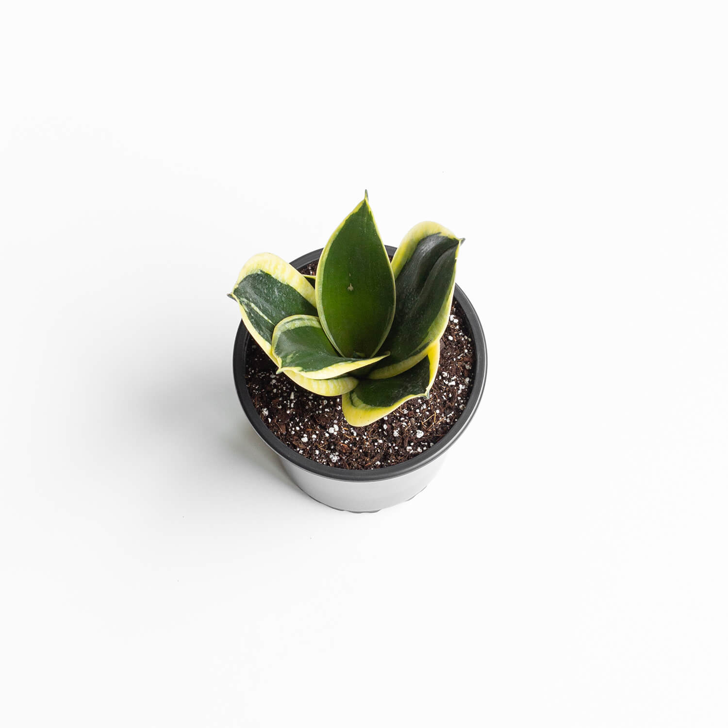 sansevieria-hahnii-black-gold-001