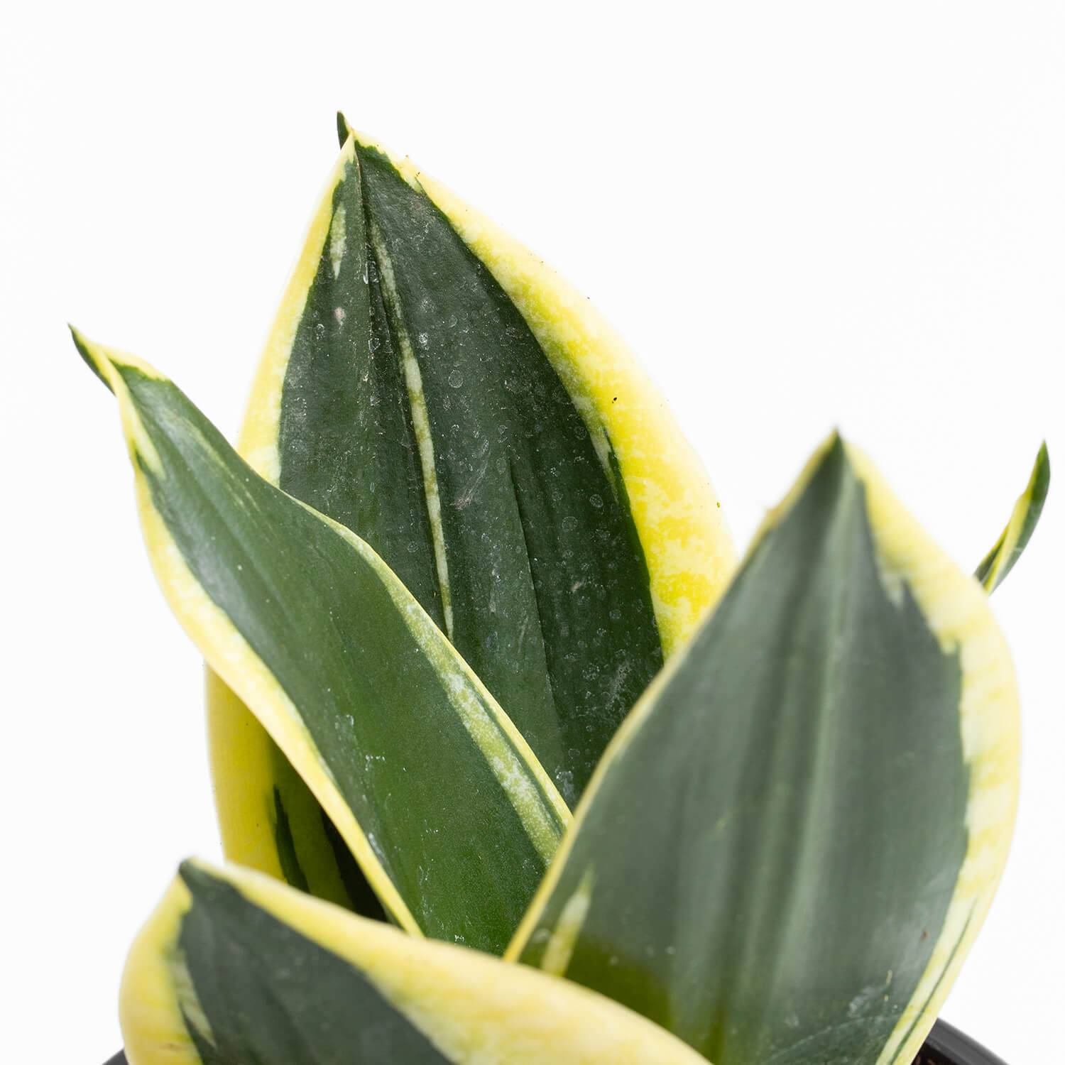 Sansevieria Hahnii Black Gold