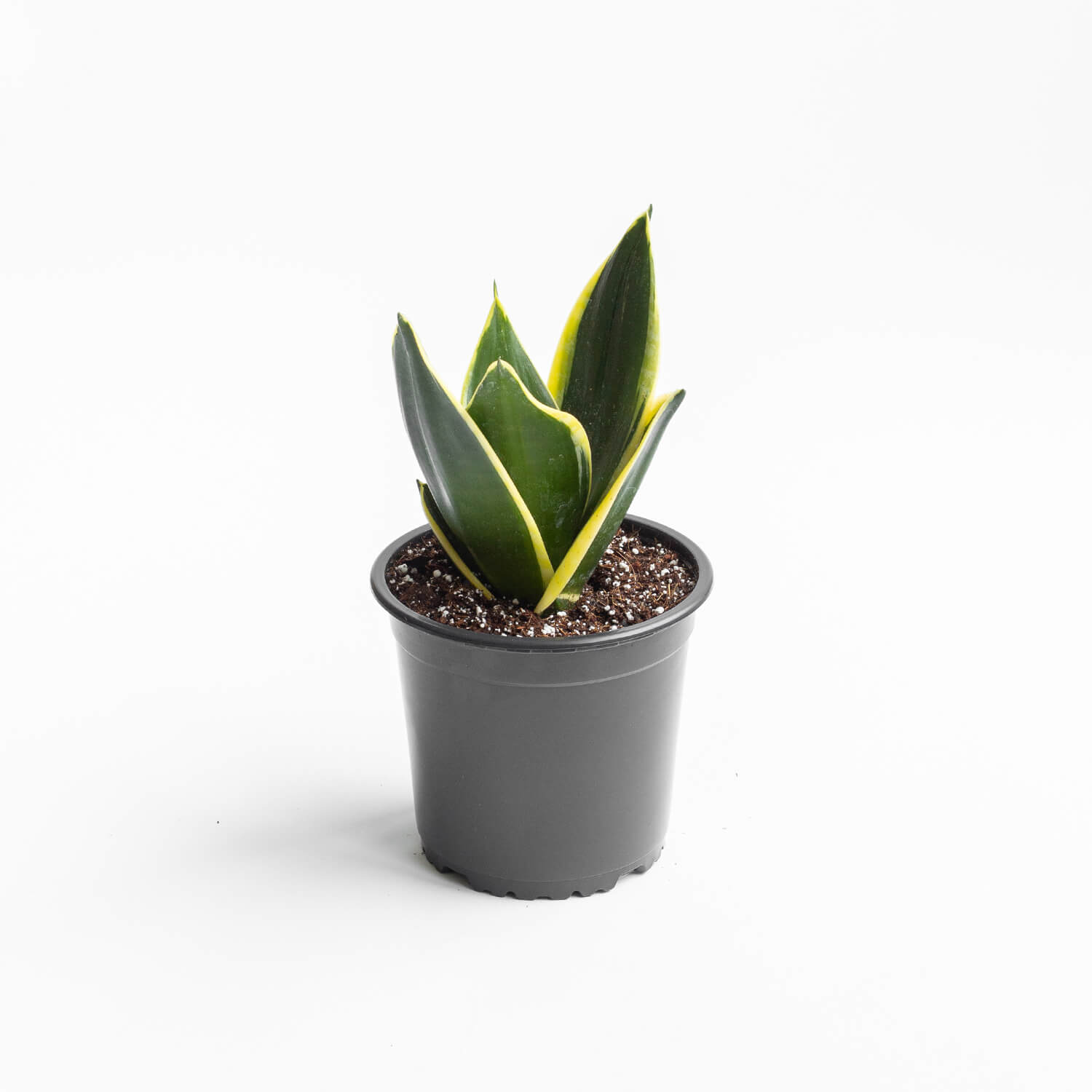 Sansevieria Hahnii Black Gold