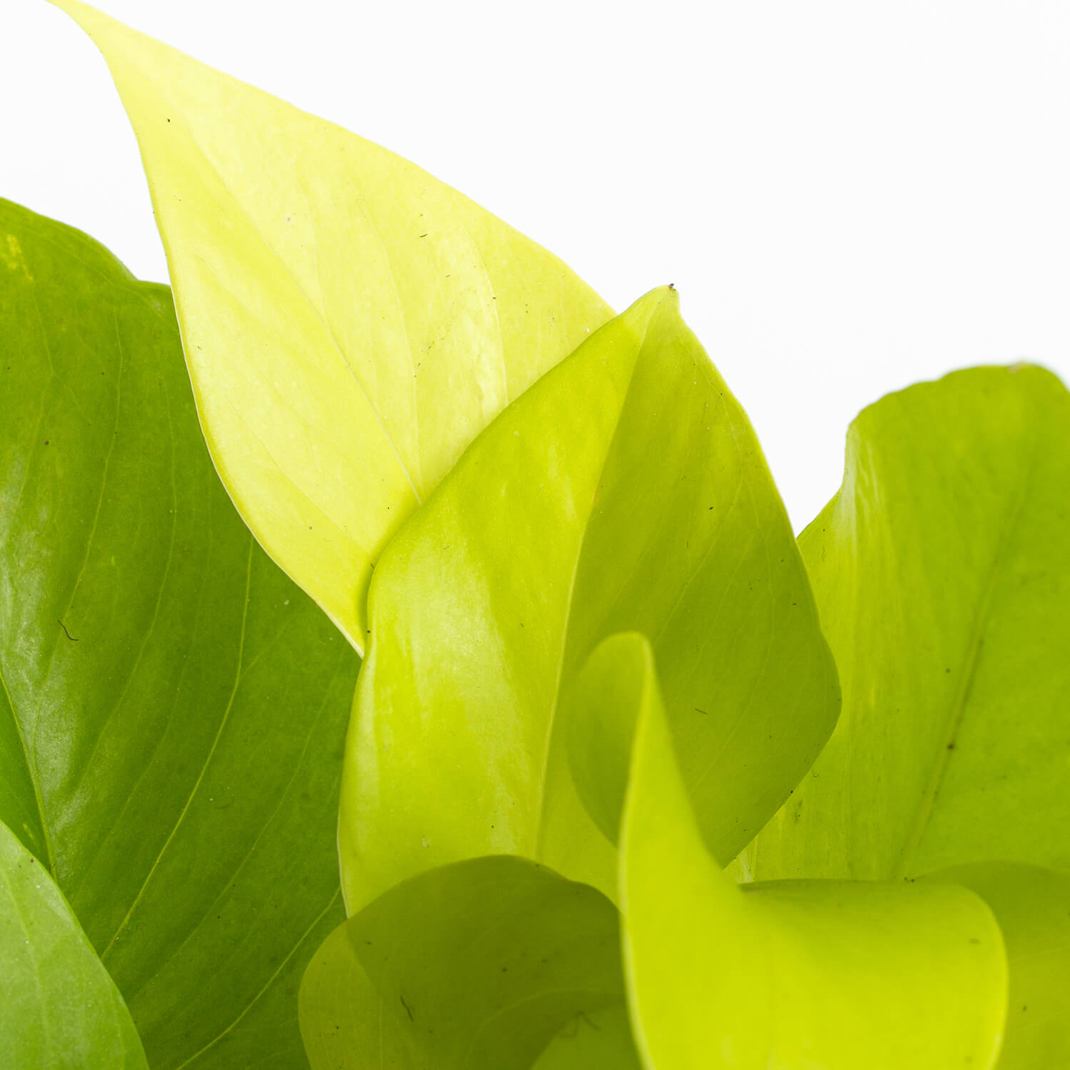 Scindapsus Lemon – S (Pothus)