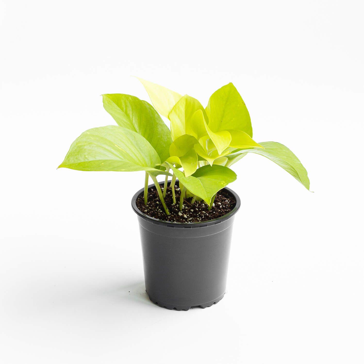 Scindapsus Lemon – S (Pothus)