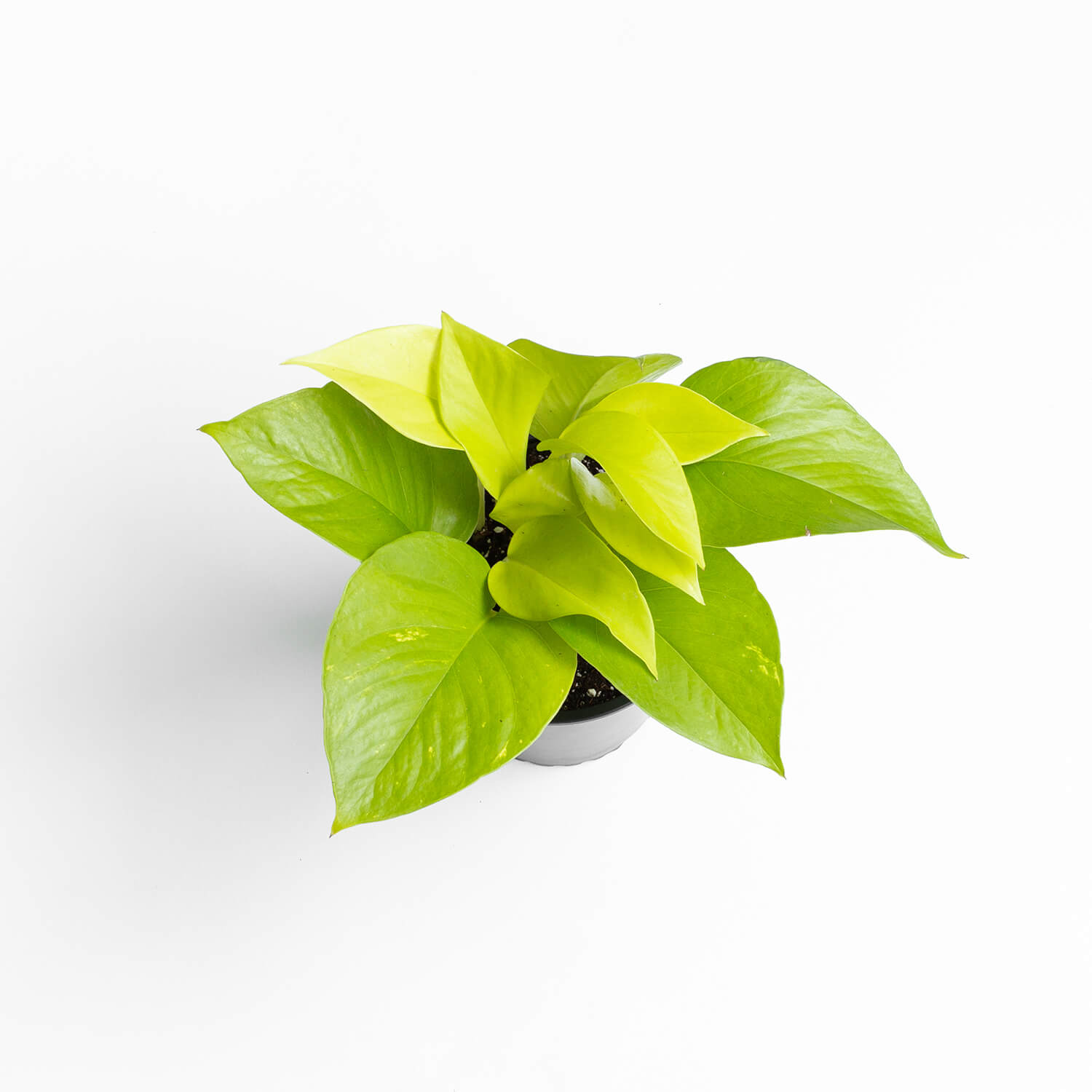 scindapsus-lemon-s-pothus-003