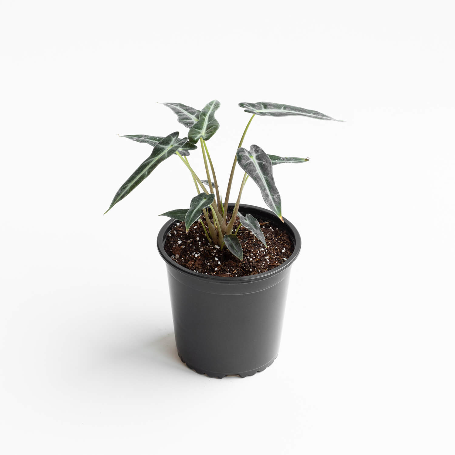 alocasia-bambino-arrow-001