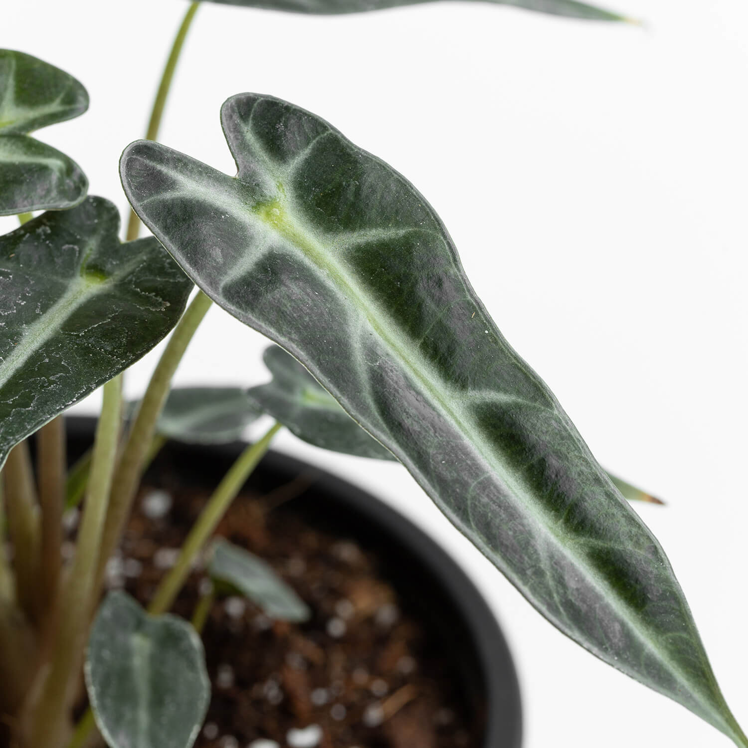 Alocasia Bambino Arrow