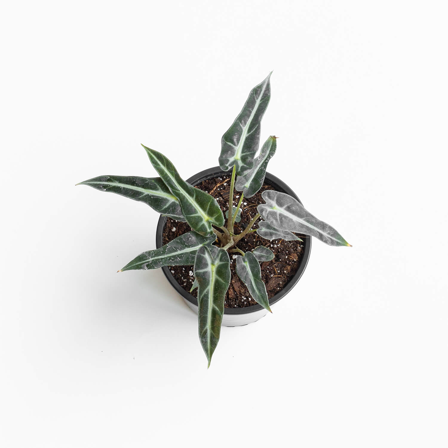 Alocasia Bambino Arrow