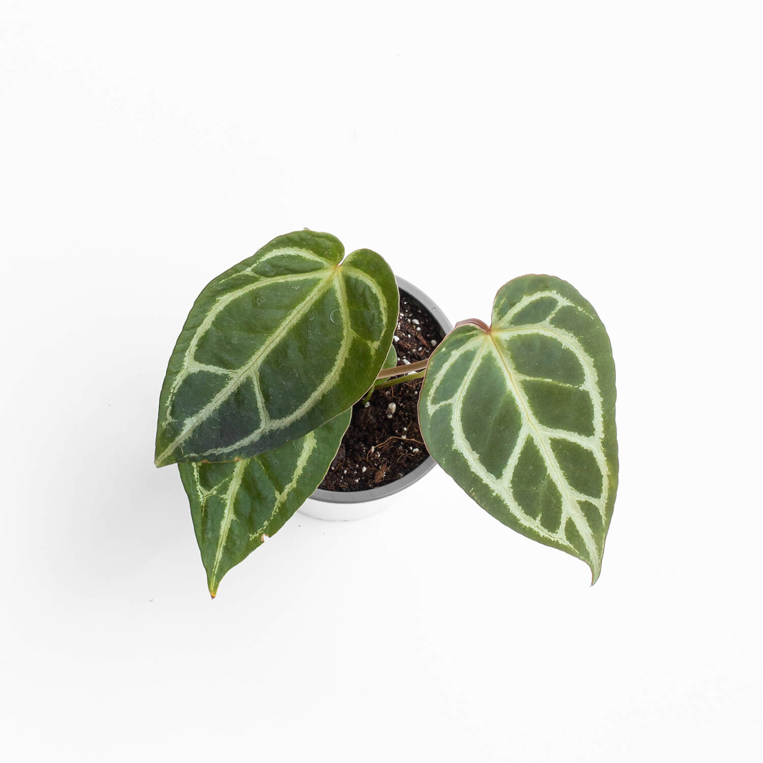 anthurium-crystallinum-00001