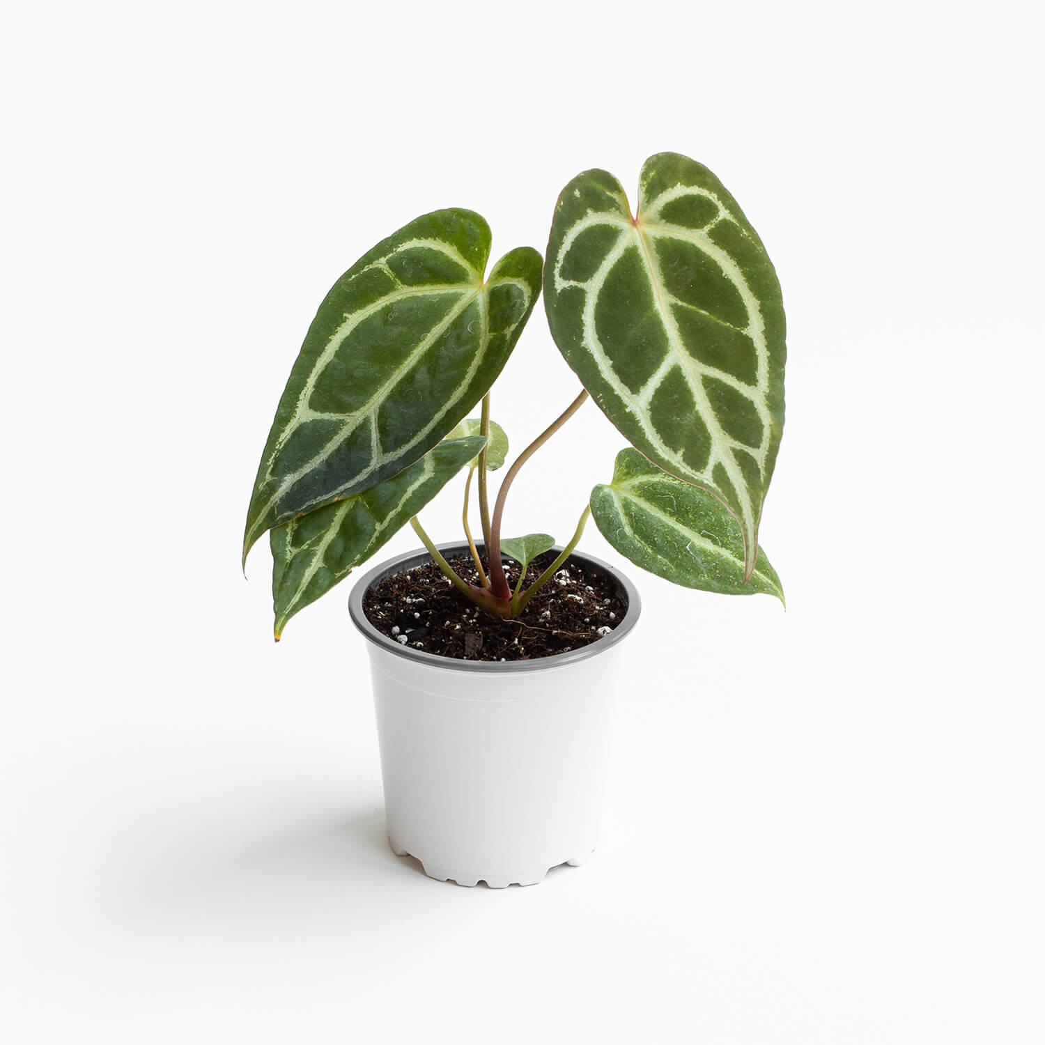 Anthurium Crystallinum