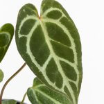 Anthurium Crystallinum