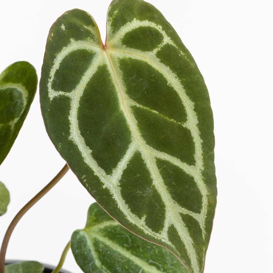 Anthurium Crystallinum, en primer plano