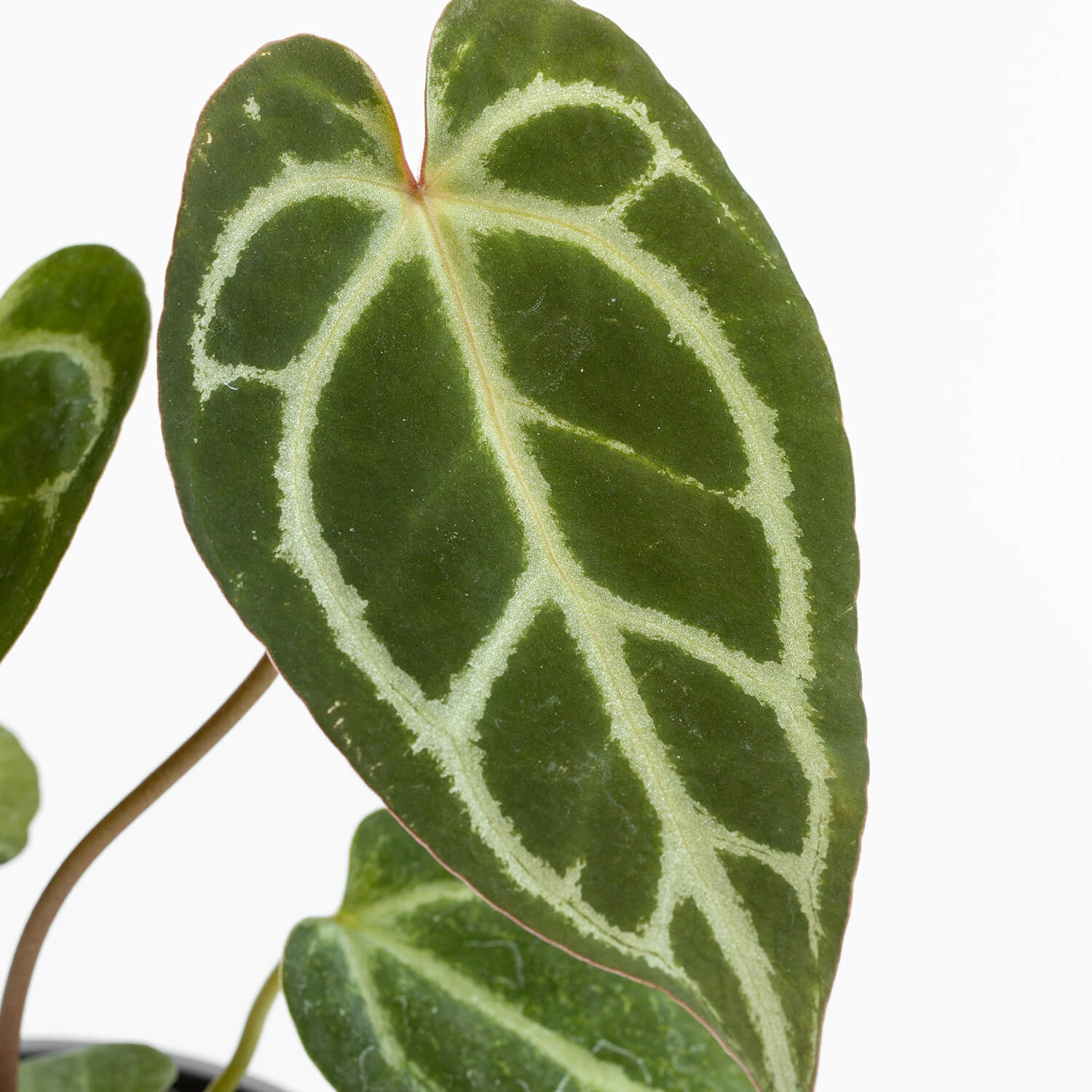 Anthurium Crystallinum