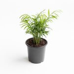 Chamaedorea Elegans – XS