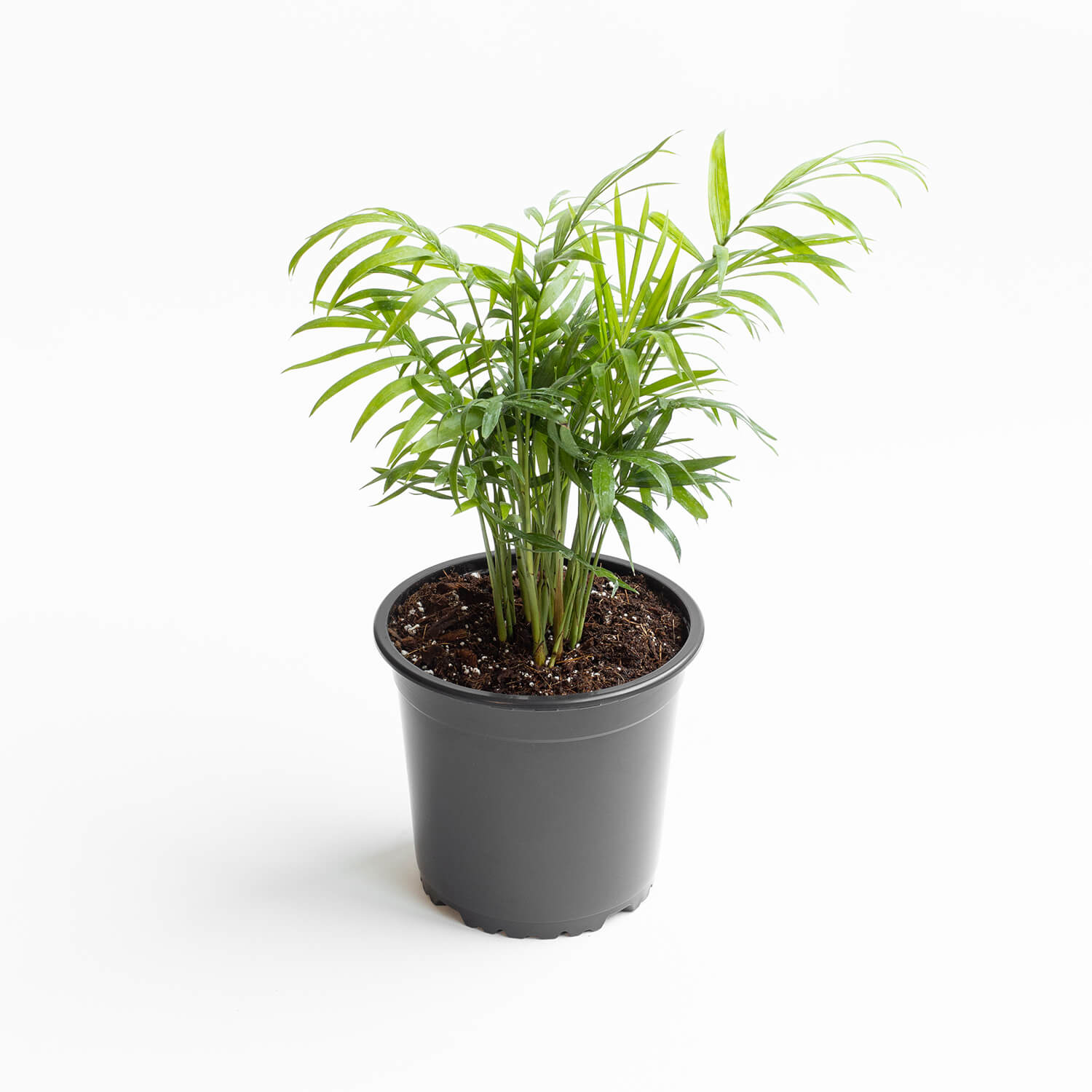 Chamaedorea Elegans – XS
