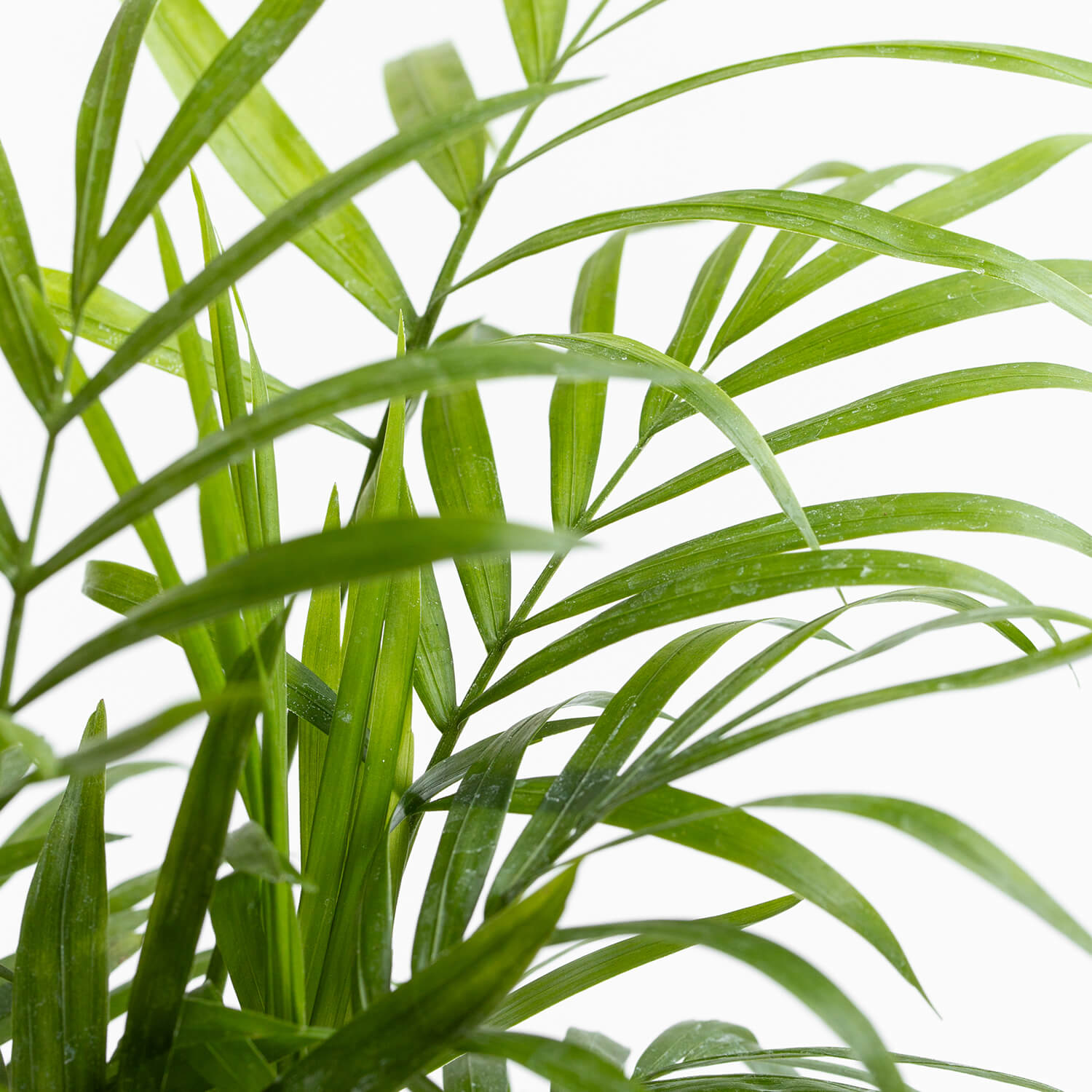 Chamaedorea Elegans – XS
